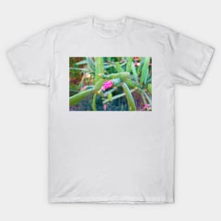 Desert Study 29 T-Shirt